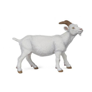 PAPO - Cabra