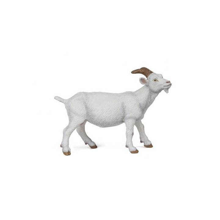 PAPO - Cabra